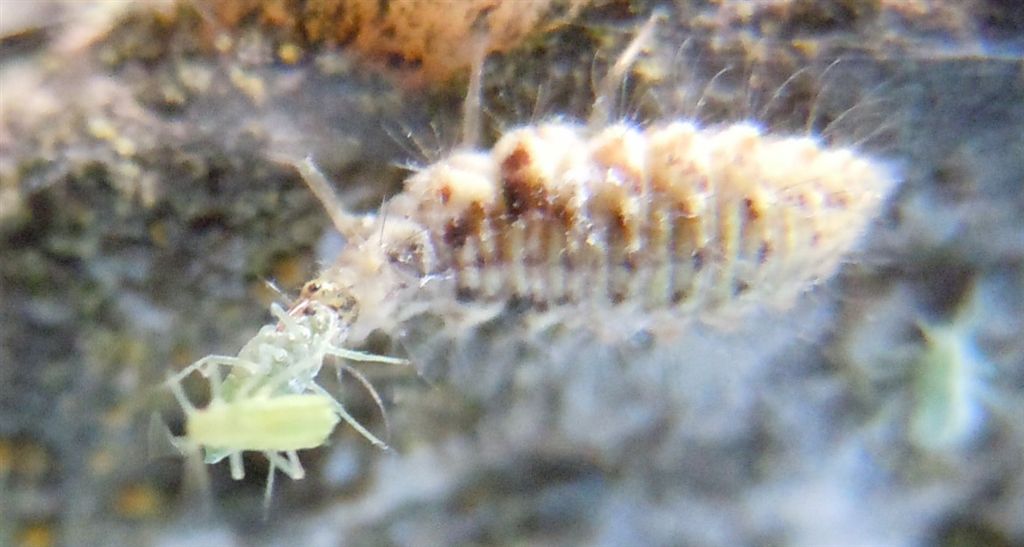 Larva predatrice di afidi - Chrysopa formosa